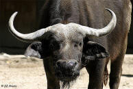 B�FALO (imagen tomada de www.espacionatural.com)