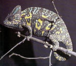 CAMALE�N (imagen tomada de www.abciencia.com.ar)