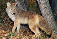COYOTE (imagen tomada de advocacy.britannica.com)