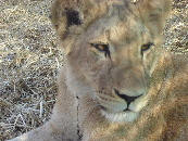 LEONA (imagen tomada de www.seikilos.com.ar)