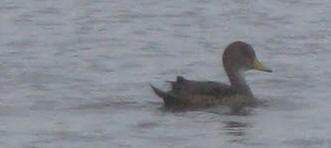 Ver FOTOS de Los Robles '09