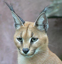 Caracal (imagen de Wikipedia)